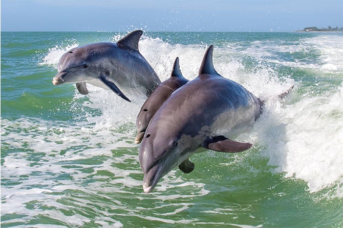 They wanted to learn about how dolphins hunt and feed. They got way more  than they bargained for.At the risk of awarding th…