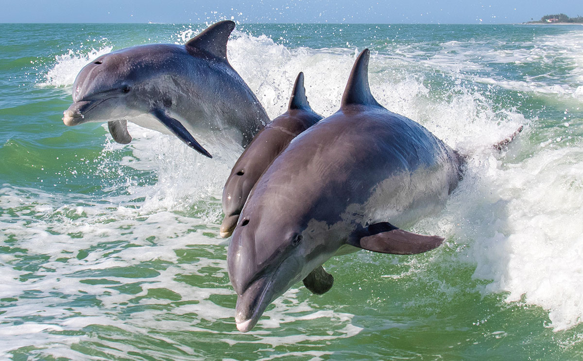 Saving the Dolphins