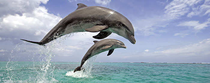 Saving the Dolphins