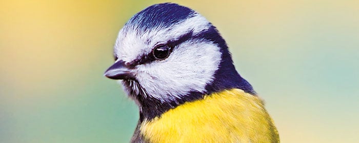 a small yellow and blue bird