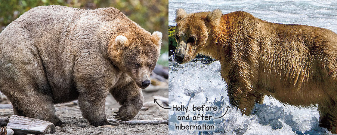 comparison between a skinny bear in July and a heavy bear in September