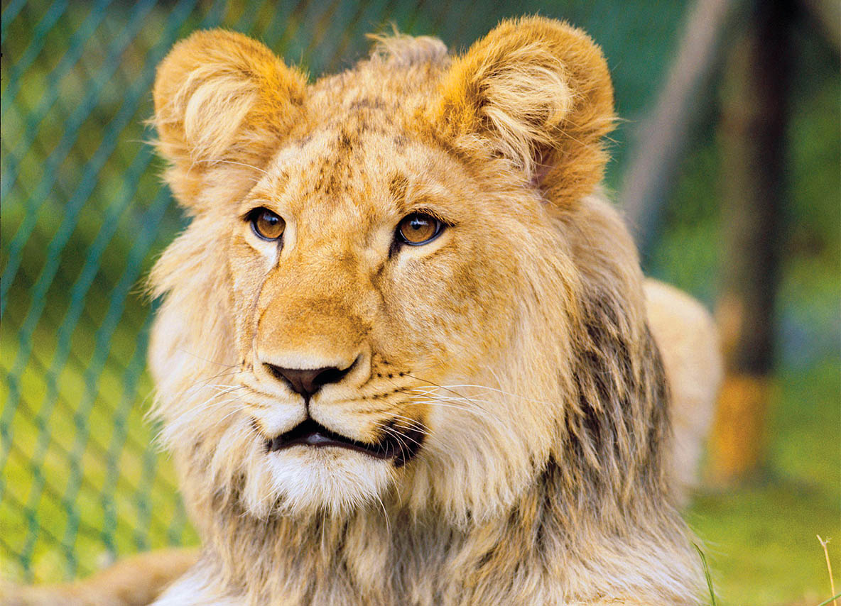 The Wild Life of Christian the Lion