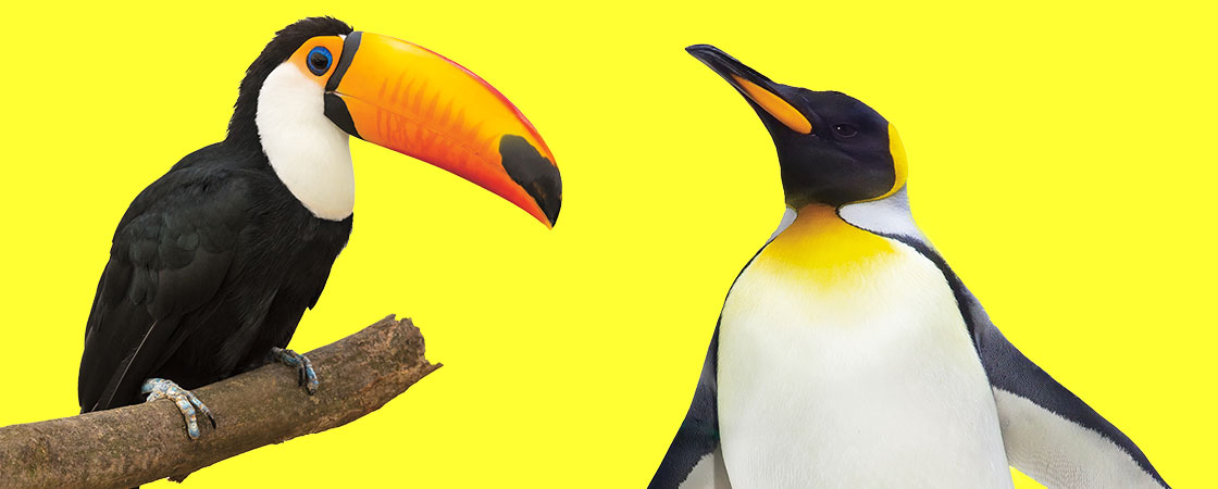image of a toucan and a penguin