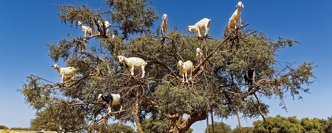 Goats standing on the branches of a large tree