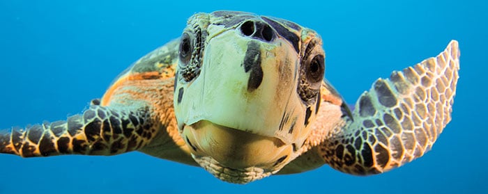 A sea turtle swimming up to the camera