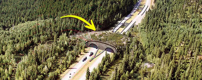 A bridge that is supposed to help save the lives of animals that cross