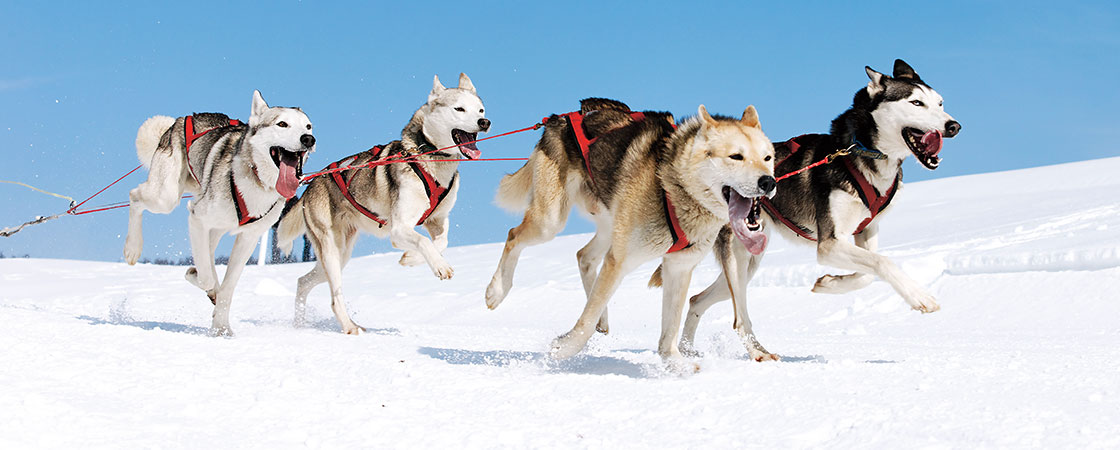 Four sled dogs panting heavily as they carry a sled