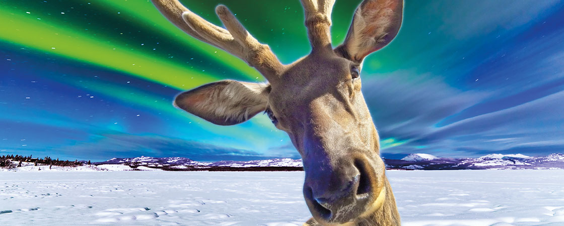 A moose with the Northern lights shining in the sky behind it