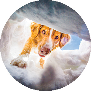 Avalanche Rescue Dogs - Splitboard Magazine