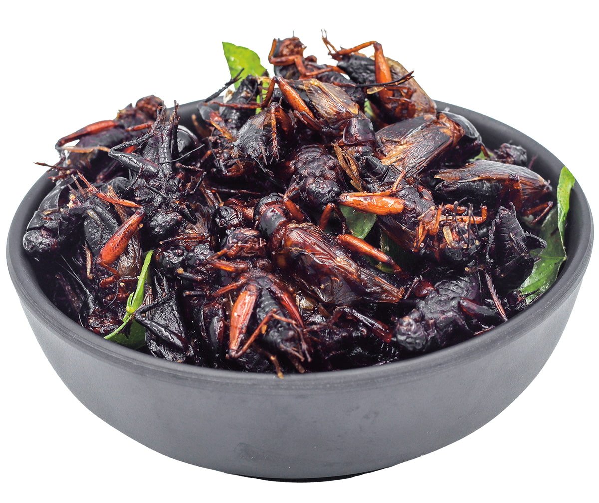 Eating Bugs Is Driving Us Crazy!, Part 2