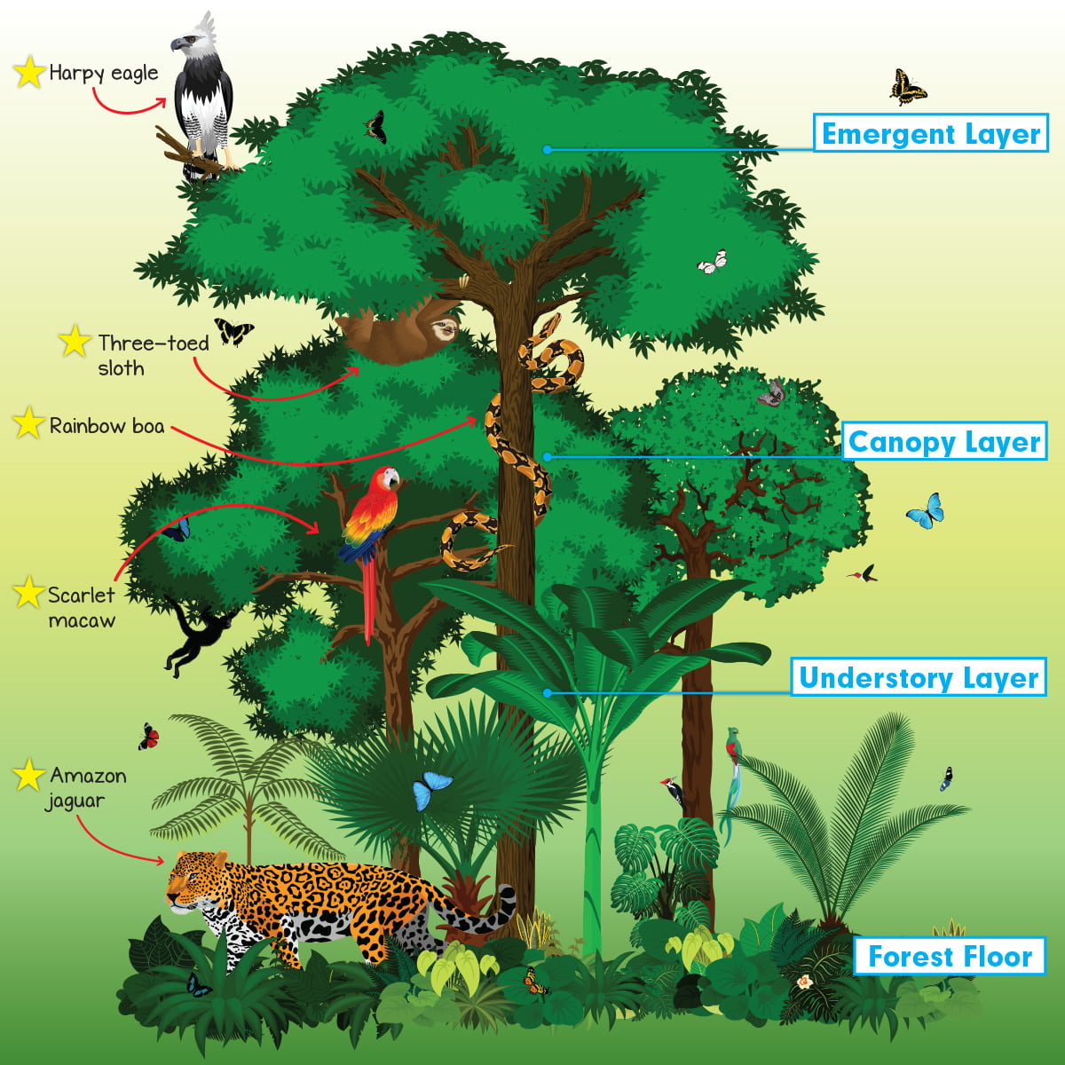Rainforest Ecosystem Diagram Rainforest Ecosystem Diagram