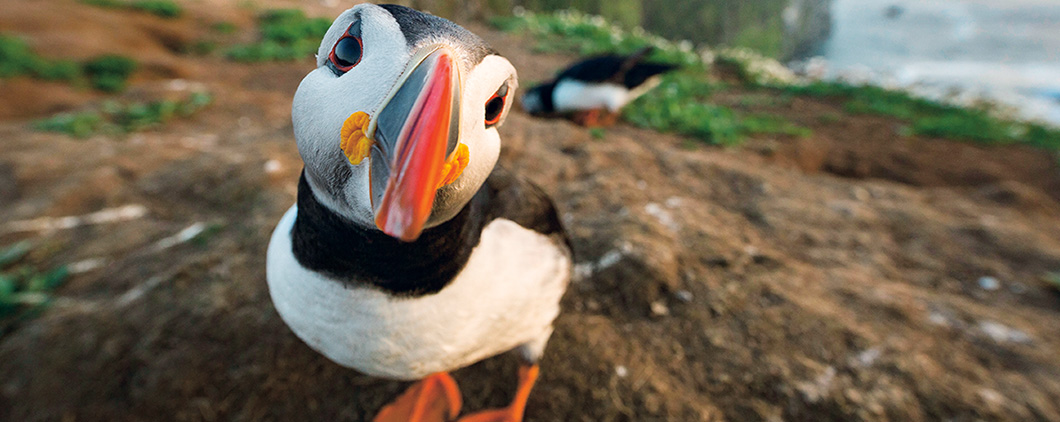 Puffin Facts & Information Guide - Aurora Expeditions™