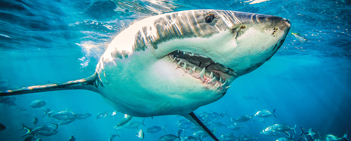 Photo of a shark underwater
