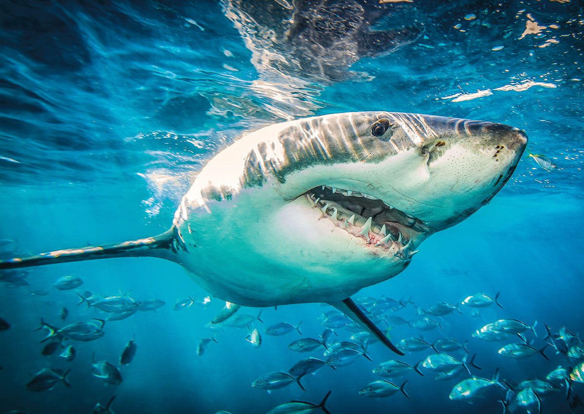 monster great white shark