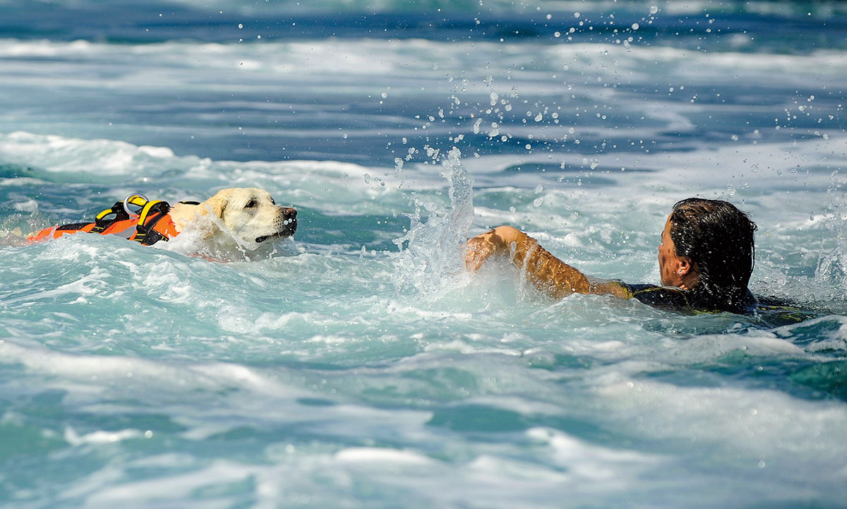 Собака легко перетаскивает утопающего в воде. Лабрадор ретривер спасатель. Собаки спасатели. Собаки спасатели на воде. Собаки спасатели породы.