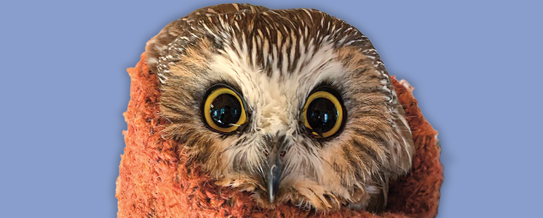 Image of an owl with yellow eyes