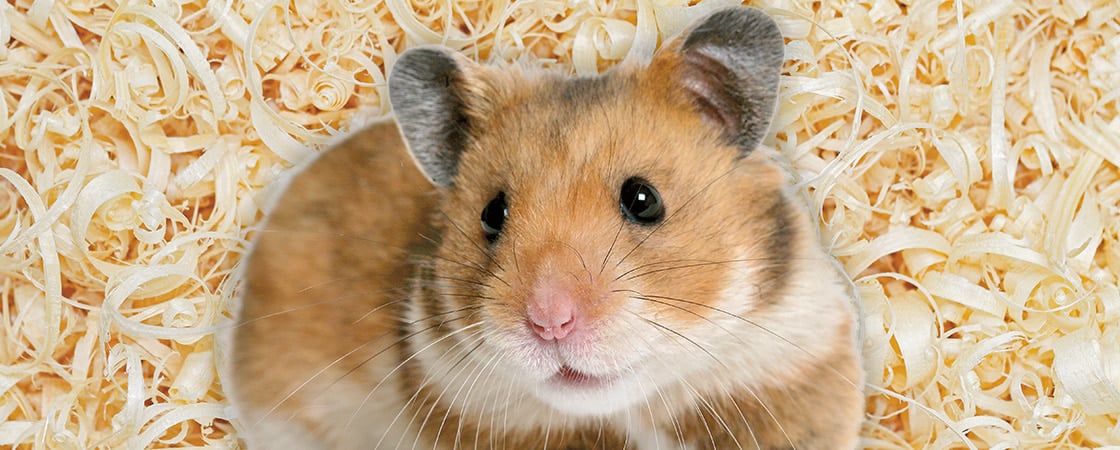 Image of a hamster