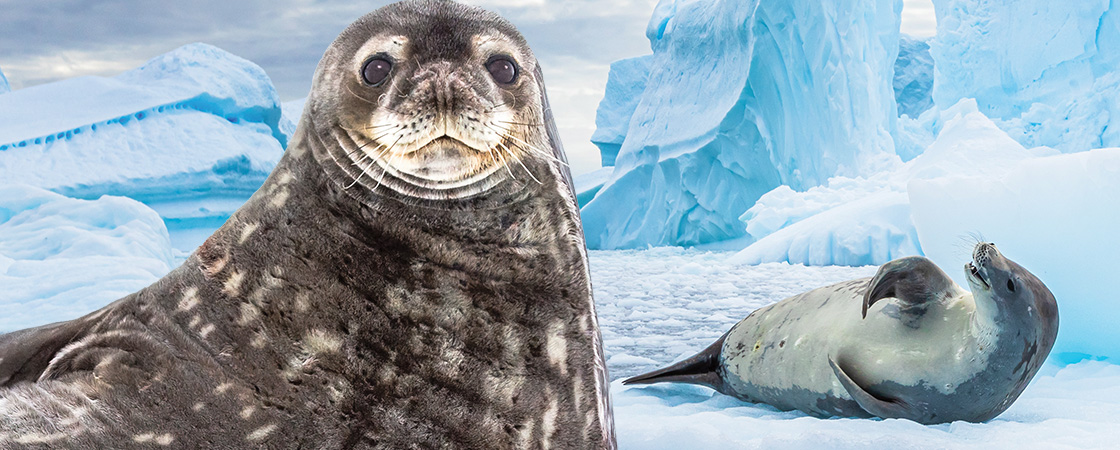 Image of a seal and a sea lion in an icy landscape