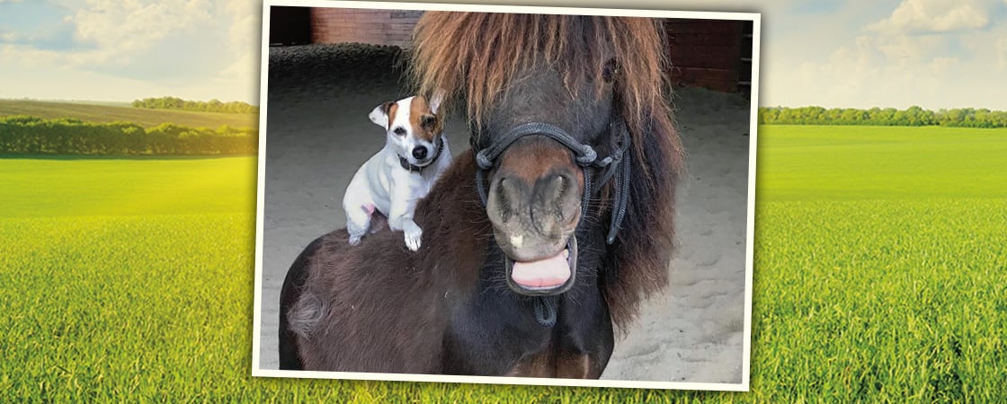 Image of a small dog on the back of a horse