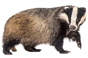 Image of a honey badger