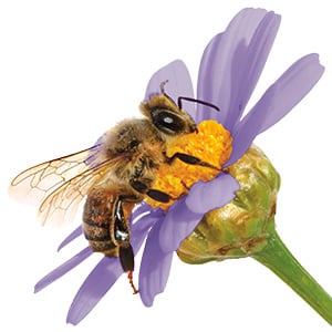 Image of a bee pollinating a purple flower
