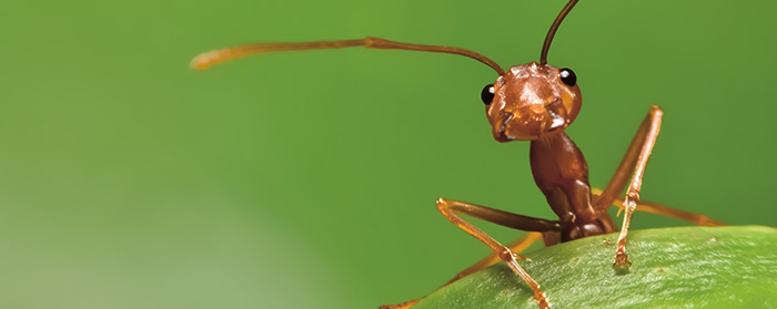 Amazing Ants