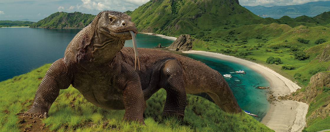 A Komodo dragon with its forked tongue extended stands on a grassy hillside above a coastal bay