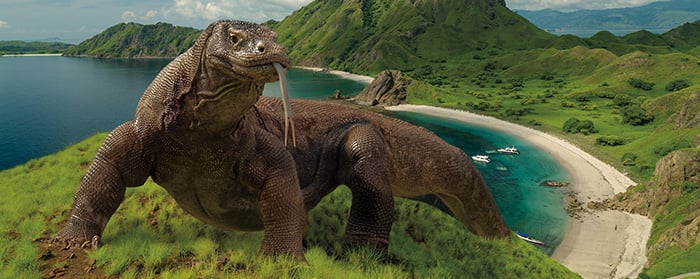 A Komodo dragon stands on a grassy hillside above a curved bay with green mountains