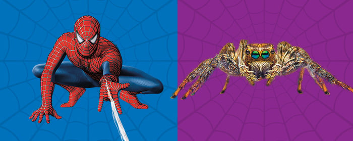 Spider-Man crouches beside a close-up photo of a jumping spider with vivid green eyes